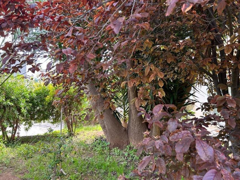Giardino A Mare Apartment Bari Ngoại thất bức ảnh